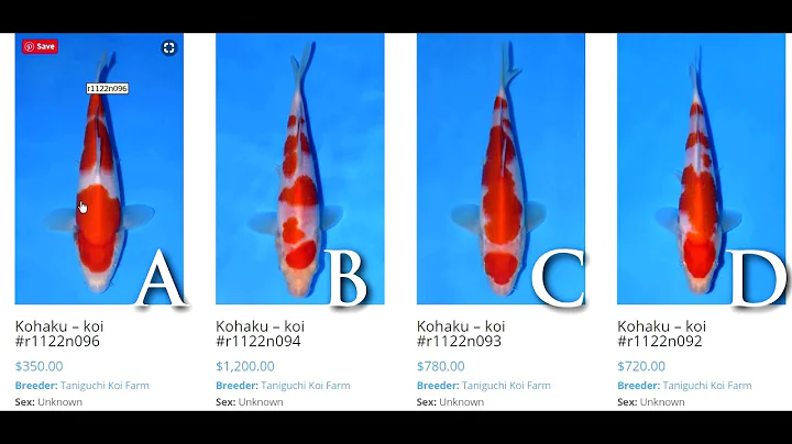 How to select young kohaku koi