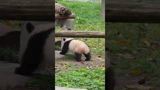 💢🐼被“莽小五”翘尾巴版恶龙咆哮萌化了！#Panda #Animal 【跟着图尔去旅行】