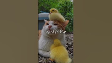 أكتب شيء تؤجر عليه 😴🤍 #ماهر_المعيقلي #تلاوة_هادئة #هدوء #اكسبلور #حالات_واتس #راحة_نفسية