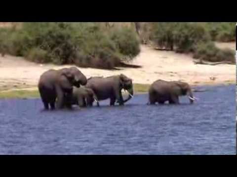 Video: Hundrevis Av Elefanter Døde I Afrika Under Mystiske Omstendigheter - Alternativ Visning