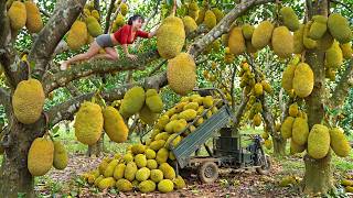 TIMELAPSE --688 Days Of Harvesting Abundant Jackfruit In The Orchard To Sell To Local People