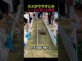 カメがウサギとのレースに勝った理由🐢🏆