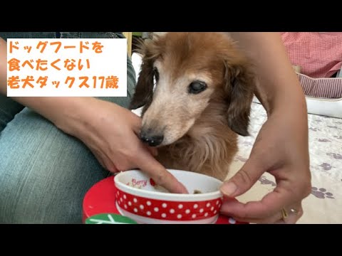 老犬17歳のご飯タイム 老犬ダックス ミニチュアダックス Youtube 老犬17歳のご飯タイム 老犬ダックス ミニチュアダックス Youtube