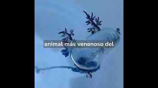10 animales venenosos sorprendentes y su increíble poder de defensa
