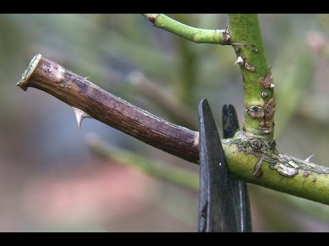 Video: Ziemā bojātu rožu labošana - rožu ziemas traumu novēršana vai ārstēšana