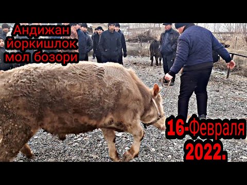 16 февраля 2022 г.Андижан йоркишлок мол бозори бука нарх лари ва сигир нархлари.