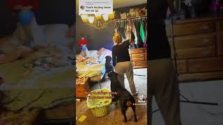 Dog Takes Belt From Mom And Saves Brother!!!!