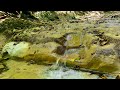 Sounds of a mountain stream without birds and without music. 12 hours of 4K video.