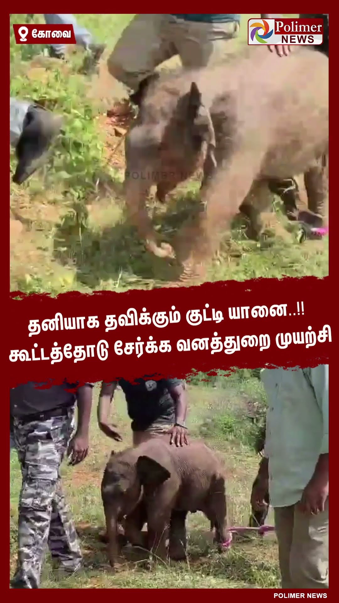 தனியாக தவிக்கும் குட்டி யானை..!! கூட்டத்தோடு சேர்க்க வனத்துறை முயற்சி #shorts