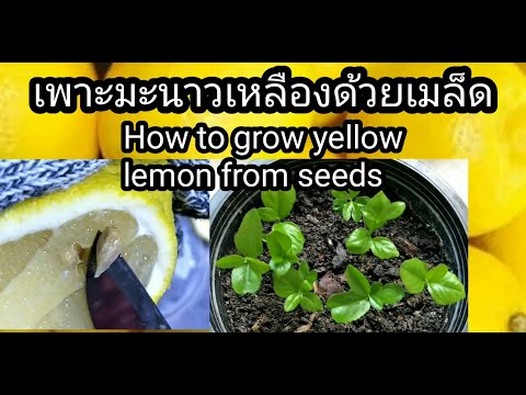 เพาะมะนาวเหลืองด้วยเมล็ด(How to grow yellow lemon from Seeds)by Jitt23