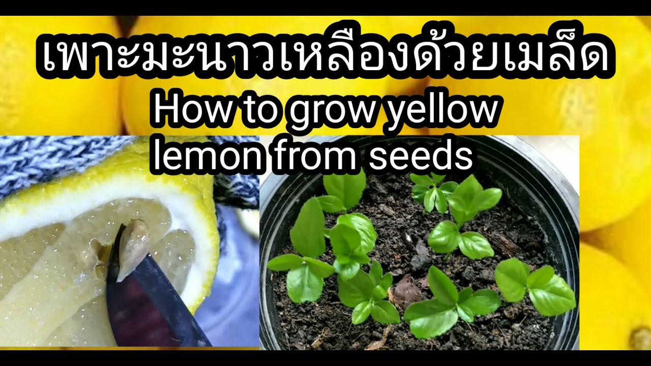 เพาะมะนาวเหลืองด้วยเมล็ด(How to grow yellow lemon from Seeds)by Jitt23