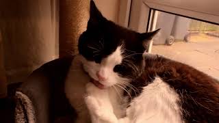 Floki the cat cleaning himself by Stefan Atkinson 2,128 views 3 years ago 1 minute, 45 seconds