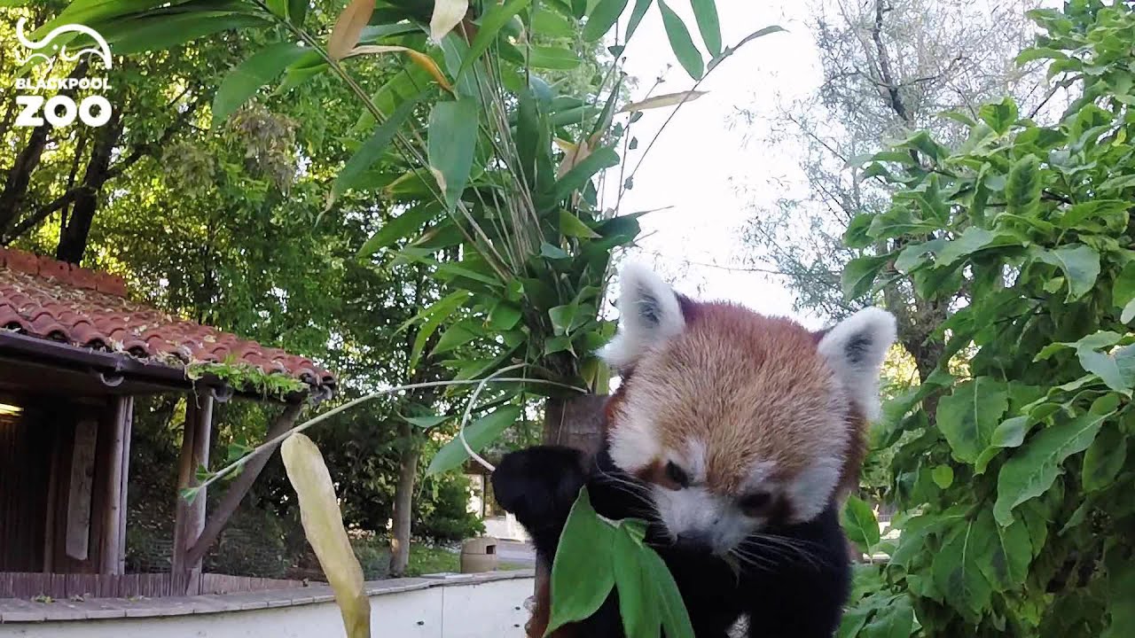 Red Panda + Bamboo