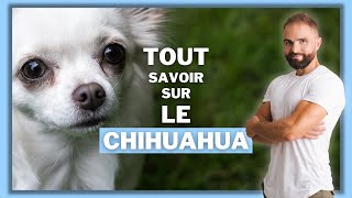 Infos race de chien Chihuahua : caractère, éducation, comportement, santé race de chien Chihuahua