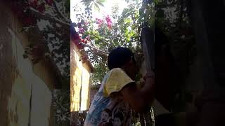 Jeleme Nyem Poh Bergong