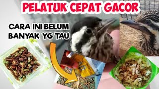 MAKANAN BURUNG PELATUK AGAR PELATUK SAMPIT BAWANG CEPAT GACOR