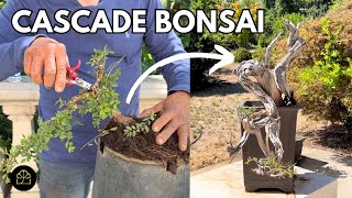 3 Ways to Create 3 Cascade Bonsai + My Cascade Bonsai Tour!