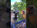 Cardinal did not want to share #birds #birdsounds #birdwatching
