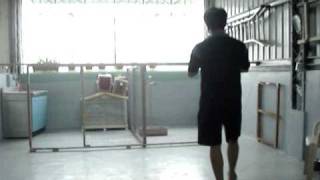 灰鸚鵡吉祥訓練喚回3