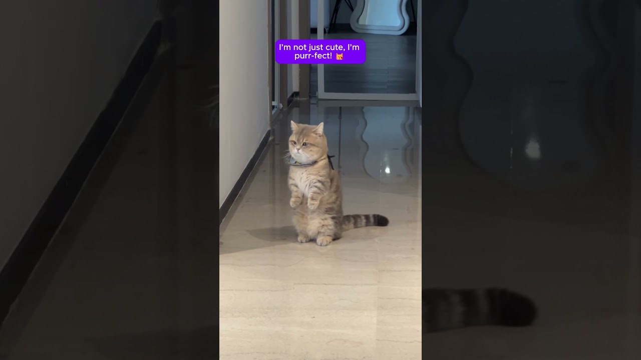 I’m not just cute, I’m purr fect! 😽 