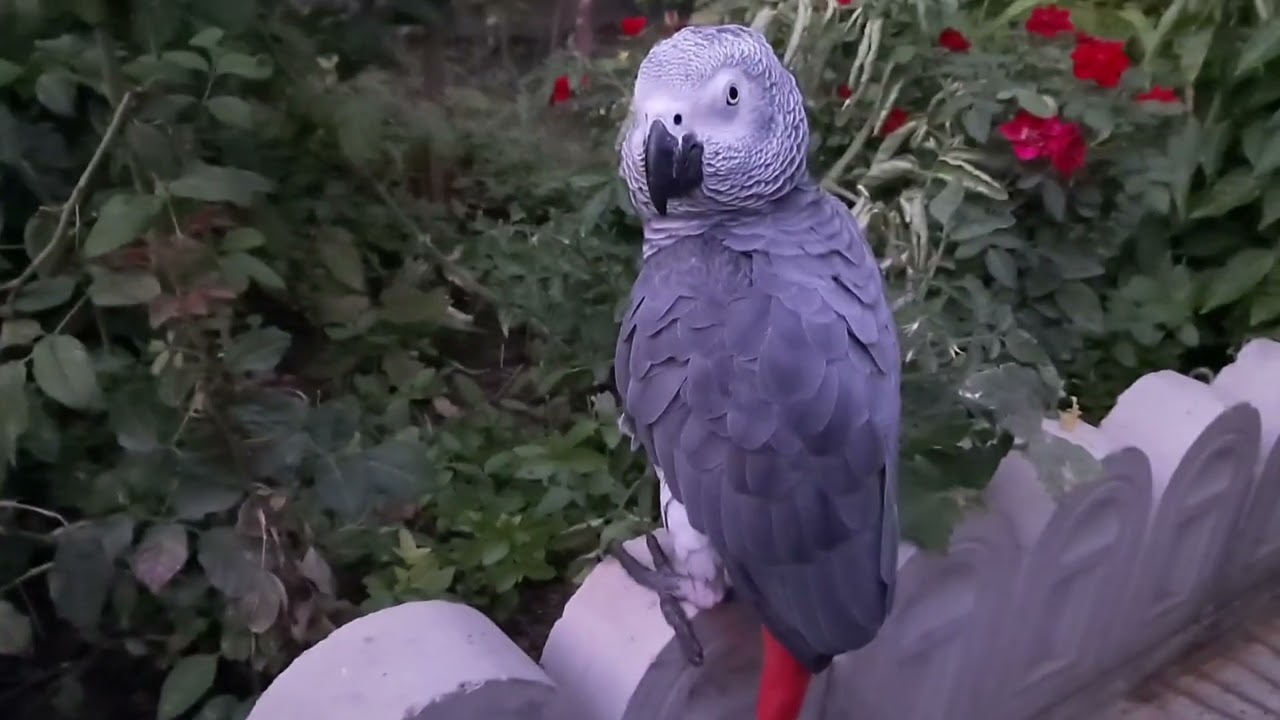 These Parrots Have a Complex Vocal Range and Can Imitate Human Speech with Astonishing Accuracy.😅😇🥰😍