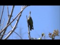 Male Hummingbird tries to impress female