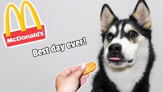 HUSKY HAS FIRST MCDONALDS HAPPY MEAL!