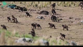 Excepts From The Lives Of Gelada - Gelada Maymunları