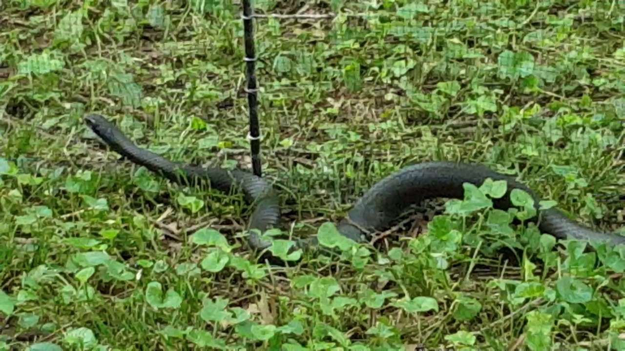 How to keep snakes out of your yard. - YouTube