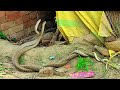 Omg! 2 Angry Cobra Snake 😱 Real Nag Nagin 🐍Snakes Love Caught in Camera | Funny Animals Status