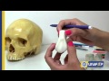 Anatomia Dentária Canino Superior