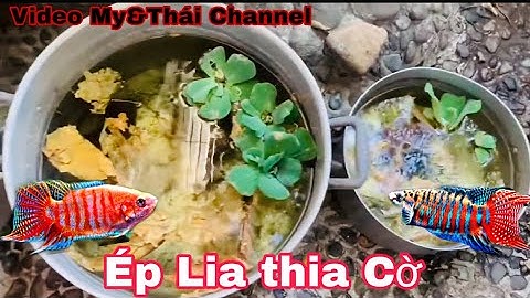 Sinh sản cá LIA THIA CỜ miền trung trong cái nồi thịt kho hột vịt truyền thống mà hiệu quả