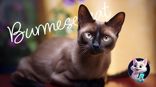 Burmese Cats: The People-Oriented Feline with a Peculiar Colour Palette by Kitty Cat Magic 17 views 6 months ago 42 seconds