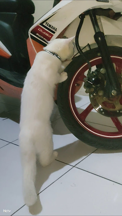Cupril cari apa to kamu🥰#shortvideo #cat #cupril #ytshorts #cute#cutecat #youtubeshorts #shorts #fyp