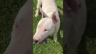 Working English, Bull Terrier Short Doentary Done By Your Mate David