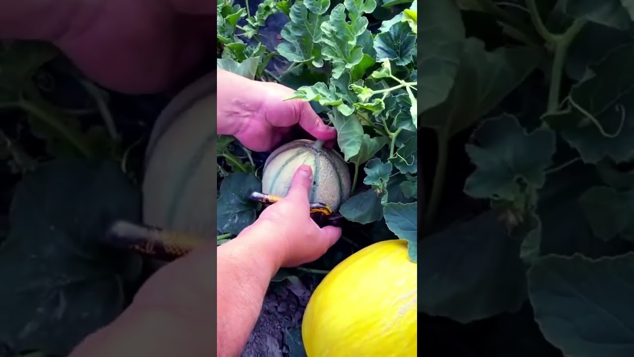 Cueillir des melons au potager 🍈😊 