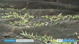 Fabrication d’huiles d'olives d’exception à Cadenet dans le Vaucluse