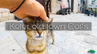 Kotor Old Town ~ Discover Montenegro in colour ™ | Cat's Guide strolling video 😻🐱😽 #kotor