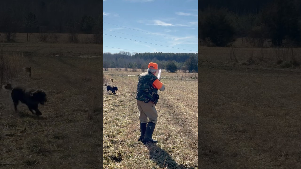 Quail hunting with a double barrel shotgun 