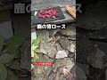 鹿肉パーティーをした!ジビエは最高だ!#狩猟 #キャンプ飯 #クッキング