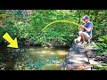 Fishing A TINY OVERGROWN Creek For COLORFUL Fish!!!