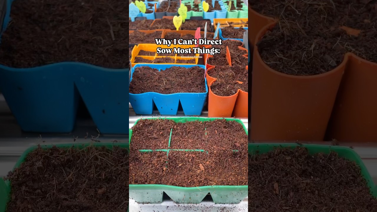 Direct sowing is nice, but…