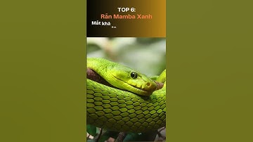 Tiết lộ top 10 loài Rắn mắt To hàng đầu! 🐍🙀 #animals #wildlife #top #snake #kitten #dongvat