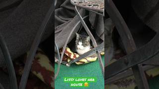 #shorts #lissy #cat #video #katze #lissy #funnycats #lustigekatzenvideos #cats
