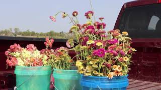 Zinnia and Snapdragon Trials in Brookings, SD