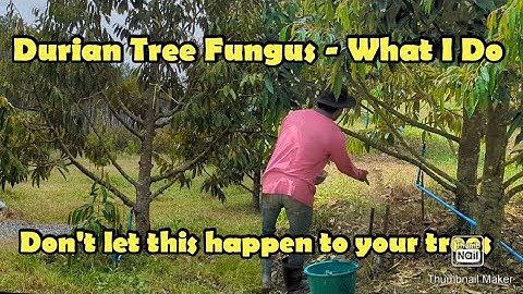 Don’t Let This Happen to Your Trees! (Durian Root Fungus Warning)