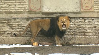 Buffalo Zoo receives $9 million from Empire State Development to make numerous improvements
