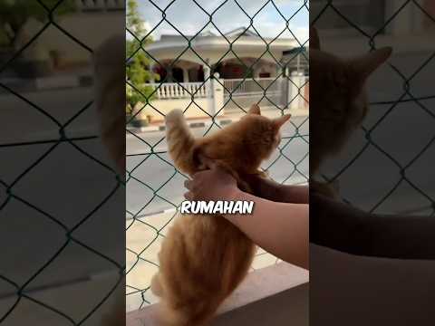 kucing oyen ini anak mamih😹