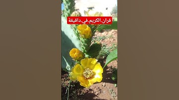 سورة.الجن.خالد الجليل #المصحف #quran #راحة_نفسية #لايك #في #اكسبلور احترم.القران.دقيقة #دويتو #ترند