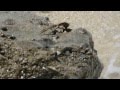 Crab ducking the waves on a rock on Navini in Fiji